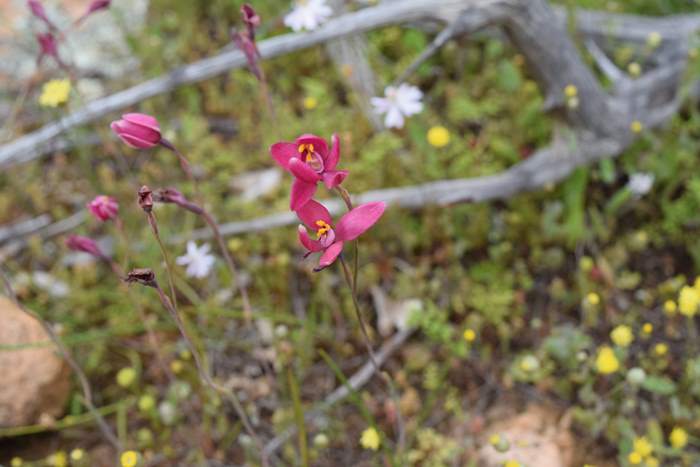 Thelymitra x macmillanii - Red Sun Orchid-Orchid-Ridge-Sep-2018p0005.JPG